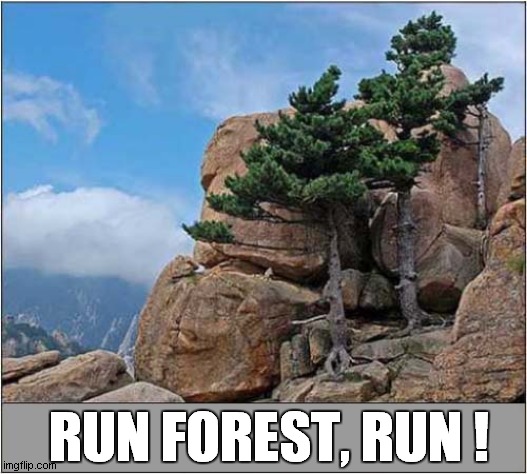 Suspicious Trees ? | RUN FOREST, RUN ! | image tagged in trees,run forrest run | made w/ Imgflip meme maker