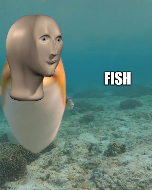 staring fish | FISH | image tagged in staring fish | made w/ Imgflip meme maker