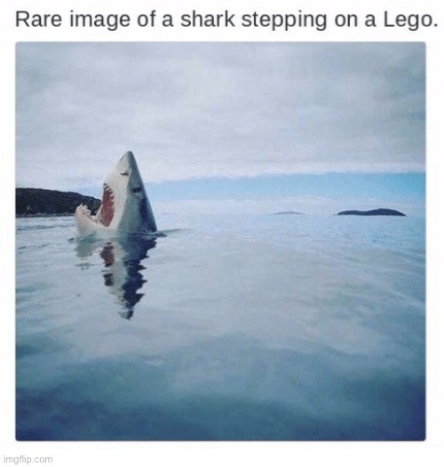 Shark | image tagged in shark,lego | made w/ Imgflip meme maker