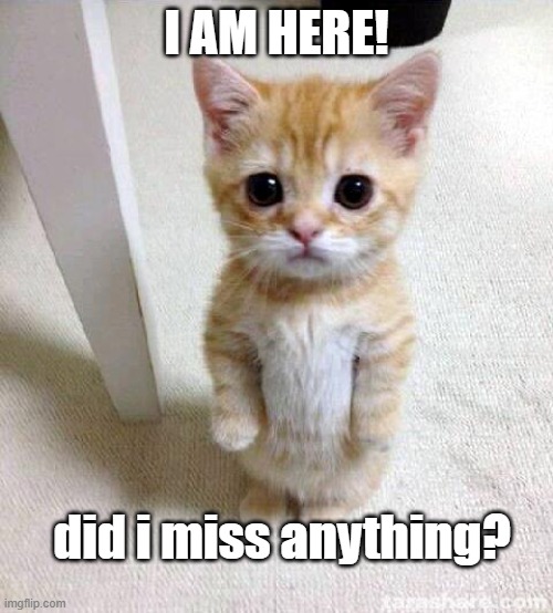 hi? | I AM HERE! did i miss anything? | image tagged in memes,cute cat | made w/ Imgflip meme maker