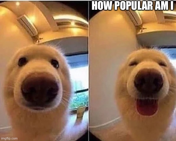 wholesome doggo | HOW POPULAR AM I | image tagged in wholesome doggo | made w/ Imgflip meme maker
