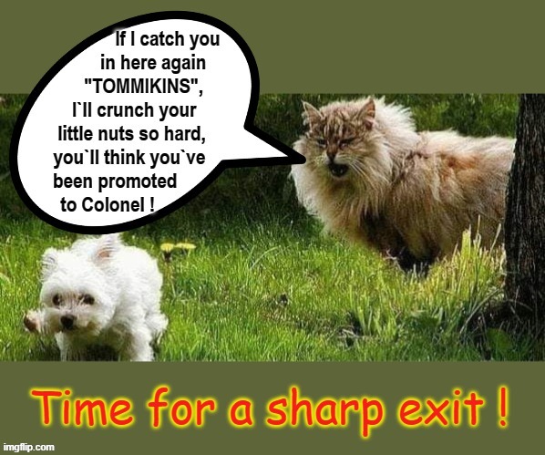 Tommikins makes a sharp exit ! | image tagged in cool cat stroll | made w/ Imgflip meme maker