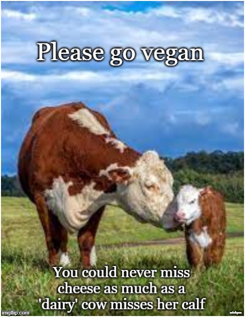 Cheese |  minkpen | image tagged in vegan,dairy,cheese,milk,butter,yogurt | made w/ Imgflip meme maker