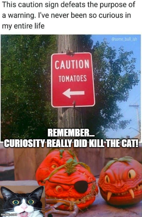 Beware of Killer Tomatoes | REMEMBER...
CURIOSITY REALLY DID KILL THE CAT! | image tagged in warning sign,beware,killer tomatoes,curiosity,cat | made w/ Imgflip meme maker