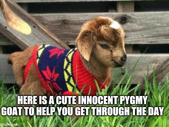 Cute goat to help you today | HERE IS A CUTE INNOCENT PYGMY GOAT TO HELP YOU GET THROUGH THE DAY | image tagged in goat,cute animals | made w/ Imgflip meme maker