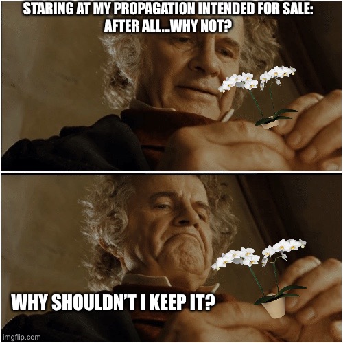 Plant hoarder | STARING AT MY PROPAGATION INTENDED FOR SALE:
AFTER ALL…WHY NOT? WHY SHOULDN’T I KEEP IT? | image tagged in bilbo - why shouldn t i keep it | made w/ Imgflip meme maker