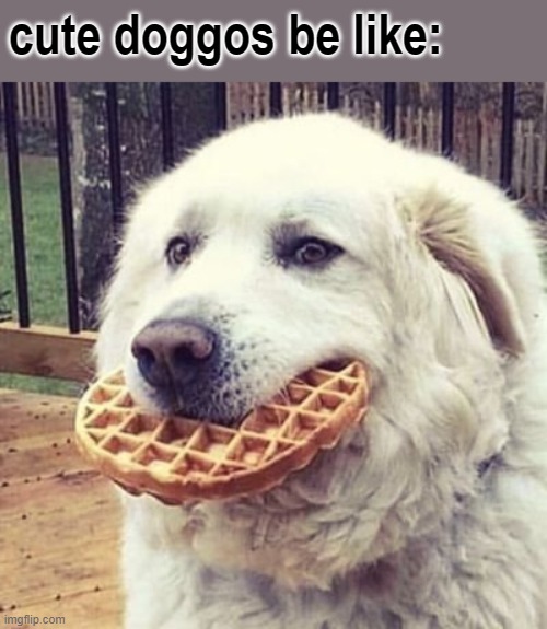 woofle |  cute doggos be like: | image tagged in woofle,dogs | made w/ Imgflip meme maker