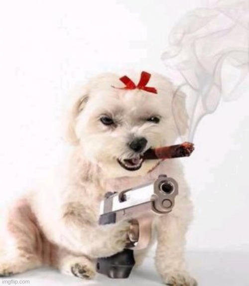 Dog with gun | image tagged in dog with gun | made w/ Imgflip meme maker