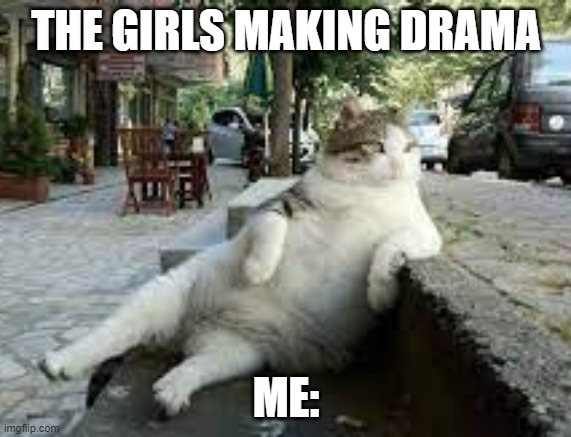 the drama | THE GIRLS MAKING DRAMA; ME: | image tagged in cat | made w/ Imgflip meme maker