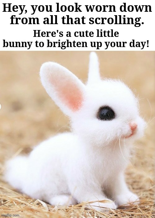Hope it makes you happy! |  Hey, you look worn down from all that scrolling. | image tagged in cute,bunnies,bunny,animals,stop scrolling,happy | made w/ Imgflip meme maker