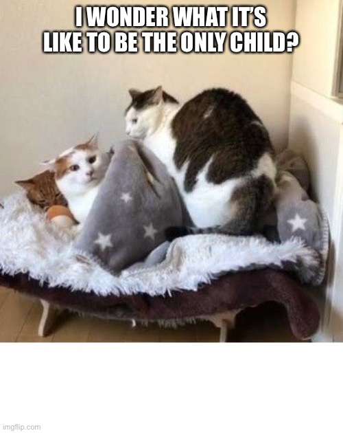 cat just wants to sleep | I WONDER WHAT IT’S LIKE TO BE THE ONLY CHILD? | image tagged in cat just wants to sleep | made w/ Imgflip meme maker