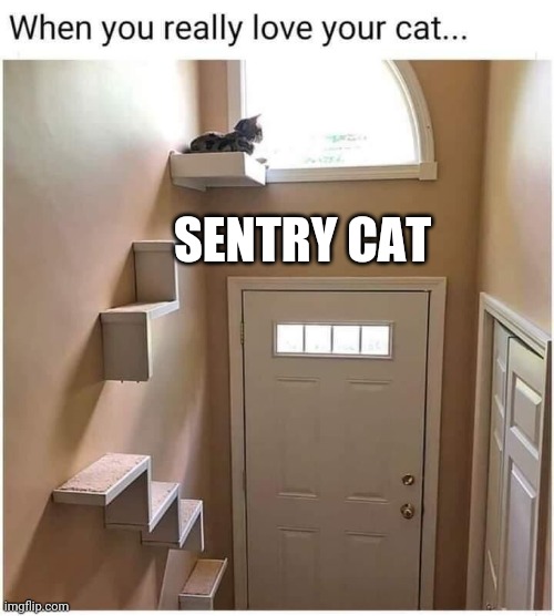 Sentry Cat | SENTRY CAT | image tagged in sentry cat | made w/ Imgflip meme maker