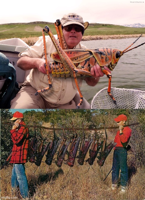 Lol these images made my day | image tagged in funny,grasshopper | made w/ Imgflip meme maker