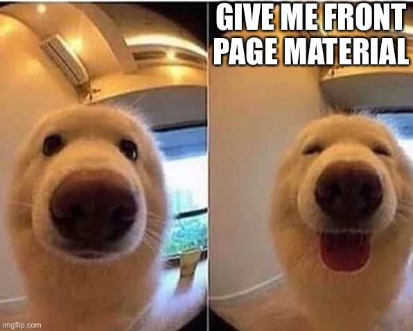 wholesome doggo | GIVE ME FRONT PAGE MATERIAL | image tagged in wholesome doggo | made w/ Imgflip meme maker