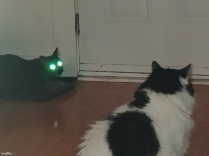 Green Eye Cat | image tagged in cats,cat,kitty,angry kitty | made w/ Imgflip meme maker