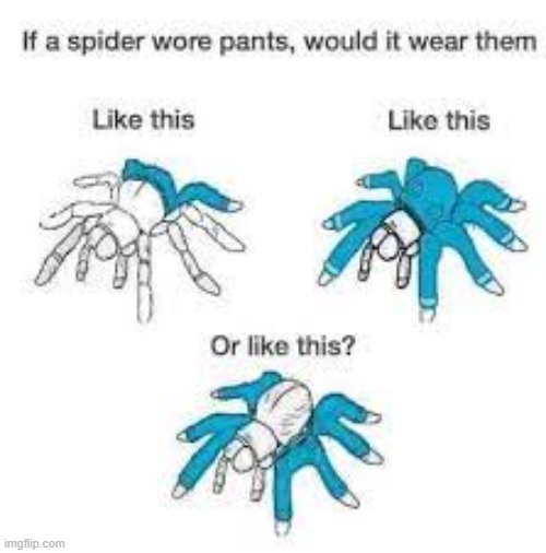I start my day like everyone else, by putting one leg in my pants at a time - its exhausting! | image tagged in spiders,pants | made w/ Imgflip meme maker