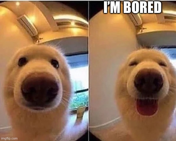 wholesome doggo | I’M BORED | image tagged in wholesome doggo | made w/ Imgflip meme maker