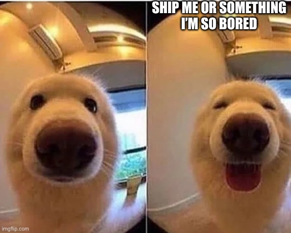 wholesome doggo | SHIP ME OR SOMETHING
I’M SO BORED | image tagged in wholesome doggo | made w/ Imgflip meme maker