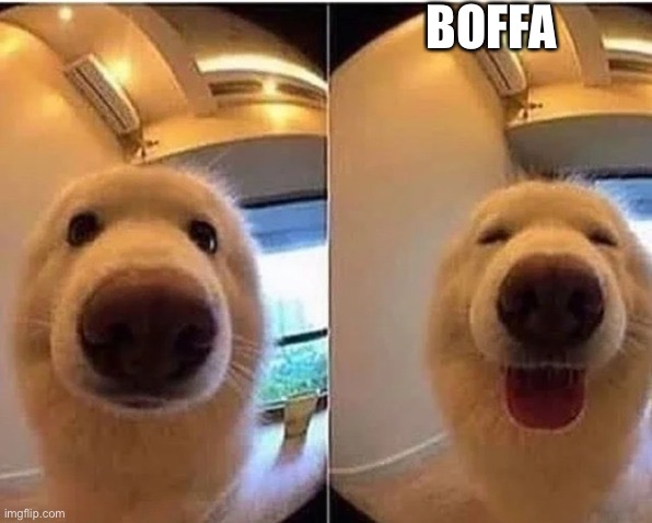 wholesome doggo | BOFFA | image tagged in wholesome doggo | made w/ Imgflip meme maker