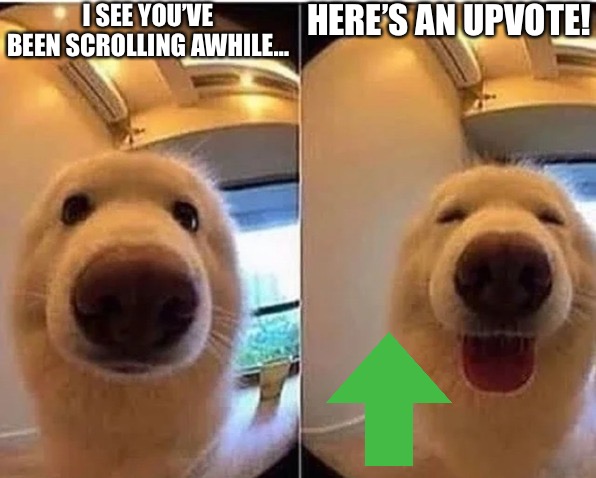 wholesome doggo | I SEE YOU’VE BEEN SCROLLING AWHILE…; HERE’S AN UPVOTE! | image tagged in wholesome doggo | made w/ Imgflip meme maker