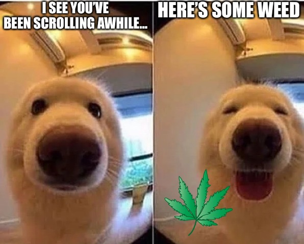 wholesome doggo | I SEE YOU’VE BEEN SCROLLING AWHILE…; HERE’S SOME WEED | image tagged in wholesome doggo | made w/ Imgflip meme maker