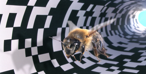 Tunnel bee Blank Meme Template
