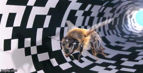 Tunnel bee | image tagged in tunnel bee | made w/ Imgflip meme maker