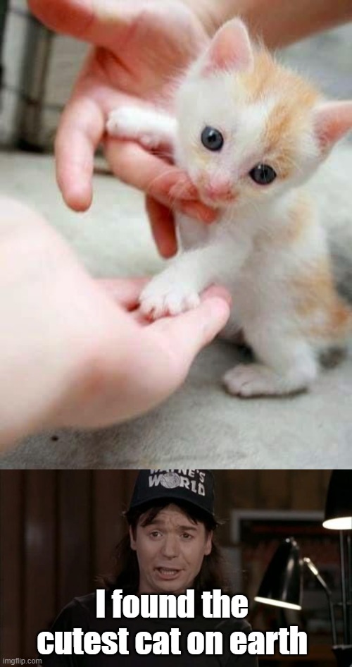 Is it cute enough? | I found the cutest cat on earth | image tagged in wayne's world discovery | made w/ Imgflip meme maker