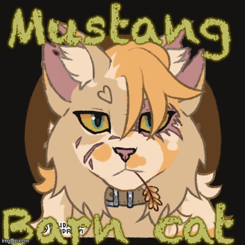 Mustang; Barn cat | made w/ Imgflip meme maker