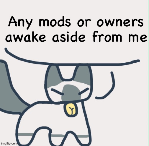 Cat | Any mods or owners awake aside from me | image tagged in cat | made w/ Imgflip meme maker