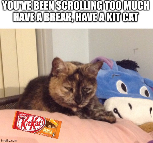 Have a kit cat | YOU'VE BEEN SCROLLING TOO MUCH 
HAVE A BREAK, HAVE A KIT CAT | image tagged in beautiful cat,kit cat | made w/ Imgflip meme maker