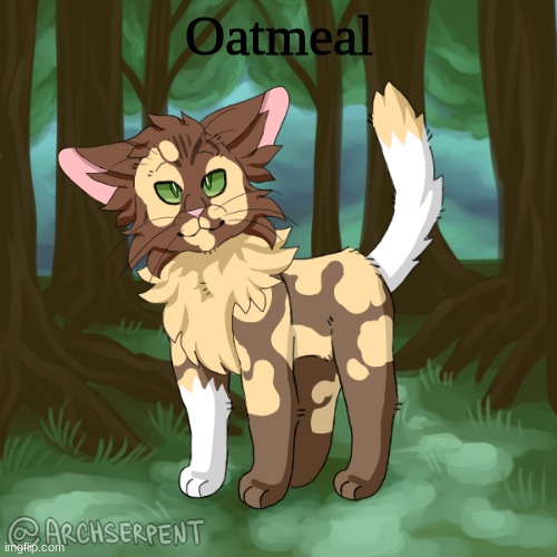 idk | Oatmeal | image tagged in cats | made w/ Imgflip meme maker