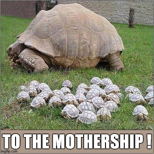 A Good Old Meme | TO THE MOTHERSHIP ! | image tagged in fun,tortoise,repost | made w/ Imgflip meme maker