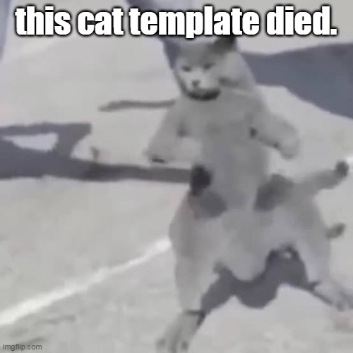 amogus gay balls | this cat template died. | image tagged in cat nae nae | made w/ Imgflip meme maker