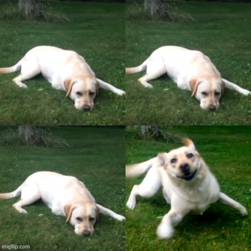 dog do nothing dog rushing | image tagged in dog do nothing dog rushing | made w/ Imgflip meme maker
