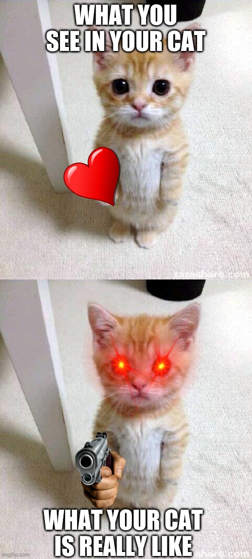WHAT YOU SEE IN YOUR CAT; WHAT YOUR CAT IS REALLY LIKE | image tagged in memes,cute cat | made w/ Imgflip meme maker