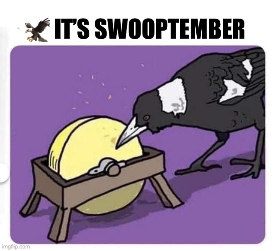 Swooptember |  🦅 IT’S SWOOPTEMBER | image tagged in magpie swooping season,swooptember,deathswooper | made w/ Imgflip meme maker