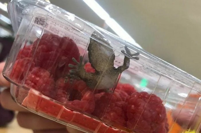 Frog in berries at supermarket Blank Meme Template