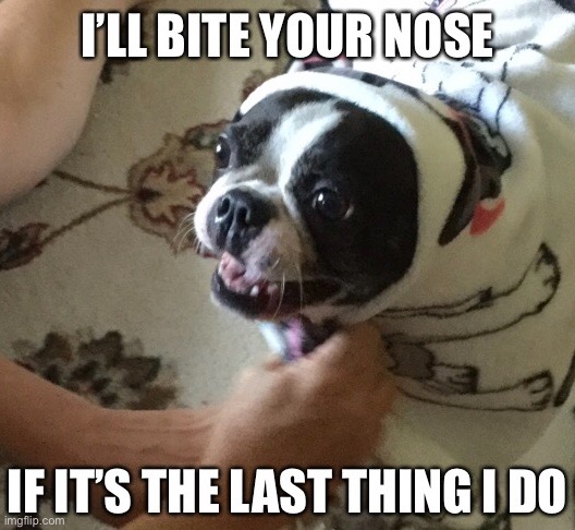 Bad dog | image tagged in dog,nose,blanket | made w/ Imgflip meme maker