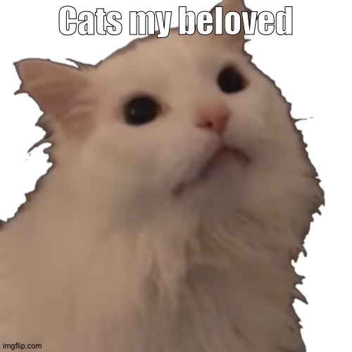 Uh anyways I probably need to go after five minutes so bye | Cats my beloved | image tagged in transparent thurston waffles | made w/ Imgflip meme maker