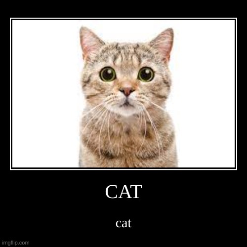 cat is here | image tagged in funny,demotivationals | made w/ Imgflip demotivational maker