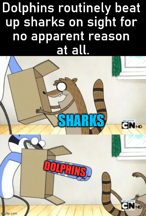 Dolphins can be jerks. | Dolphins routinely beat 
up sharks on sight for 
no apparent reason 
at all. SHARKS; DOLPHINS | image tagged in mordecai punches rigby through a box,sharks,dolphin | made w/ Imgflip meme maker