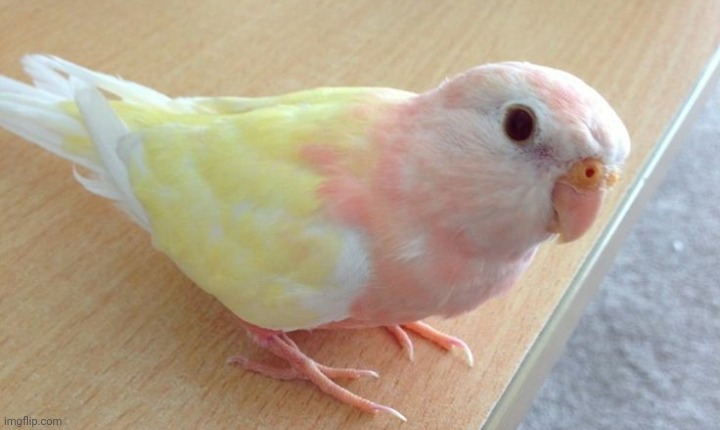 Pangender bird | made w/ Imgflip meme maker