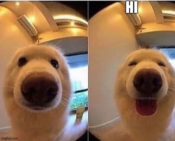 wholesome doggo | HI | image tagged in wholesome doggo | made w/ Imgflip meme maker