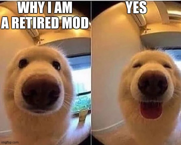 wholesome doggo | WHY I AM A RETIRED MOD; YES | image tagged in wholesome doggo | made w/ Imgflip meme maker