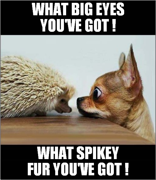 Curious Animals Meeting ! | WHAT BIG EYES YOU'VE GOT ! WHAT SPIKEY FUR YOU'VE GOT ! | image tagged in fun,hedgehog,dog,meeting | made w/ Imgflip meme maker
