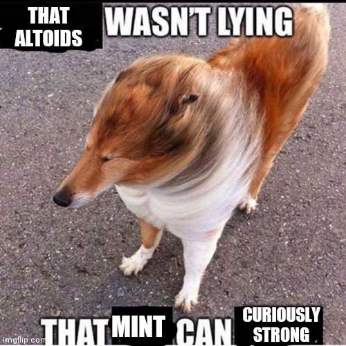 Altoids | THAT ALTOIDS; MINT; CURIOUSLY STRONG | image tagged in dog | made w/ Imgflip meme maker