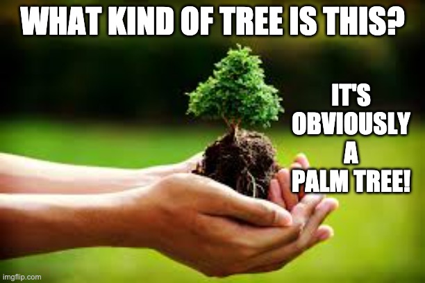 Palm | IT'S OBVIOUSLY A PALM TREE! WHAT KIND OF TREE IS THIS? | image tagged in bad pun | made w/ Imgflip meme maker