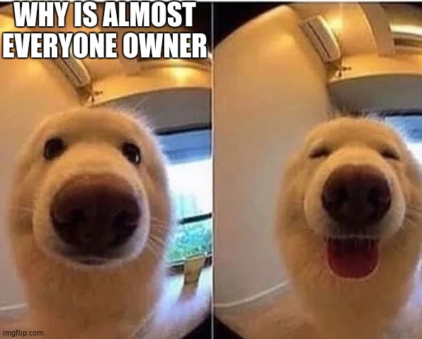 wholesome doggo | WHY IS ALMOST EVERYONE OWNER | image tagged in wholesome doggo | made w/ Imgflip meme maker