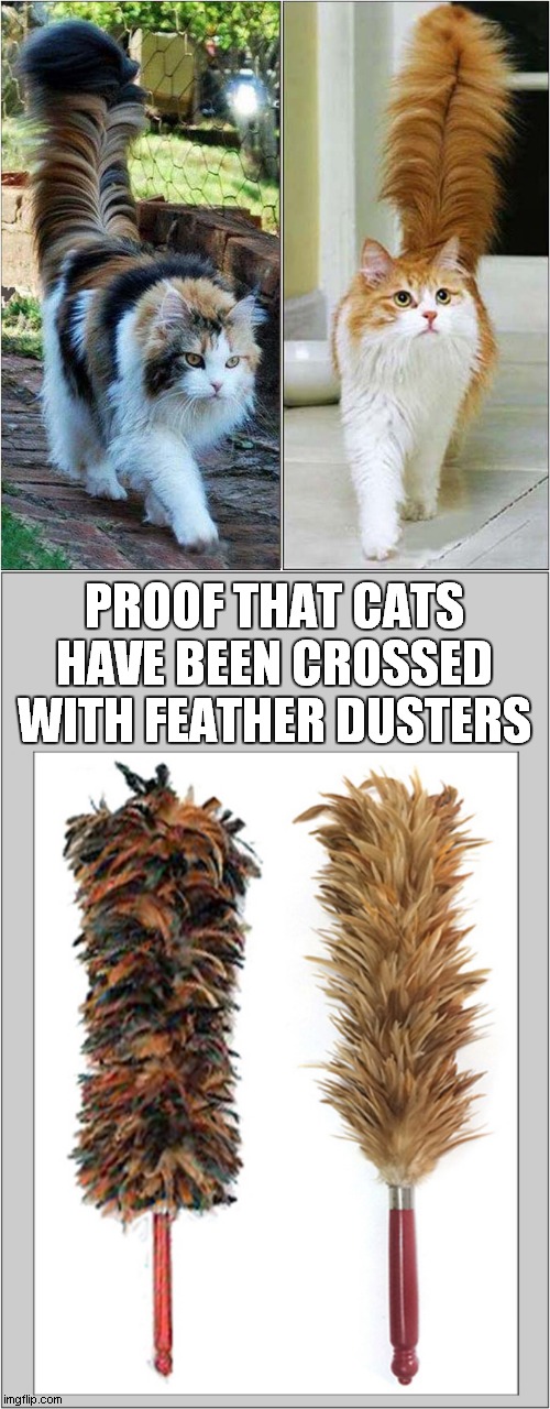 Weird Cat Hybrids | PROOF THAT CATS HAVE BEEN CROSSED WITH FEATHER DUSTERS | image tagged in cats,hybrid,feather duster | made w/ Imgflip meme maker